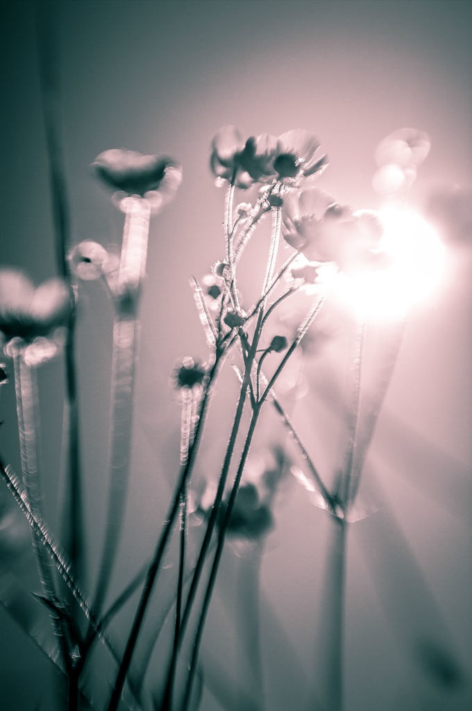 Bloem tegenlicht